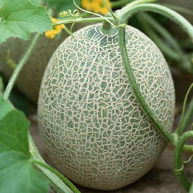 新疆正宗西州蜜25号哈密瓜2个装5500g